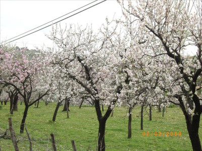 Ametllers en flor 1
