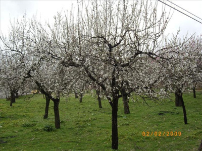 Ametllers en flor 2