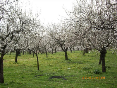 Ametllers en flor 3