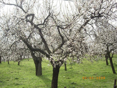 Ametllers en flor 4