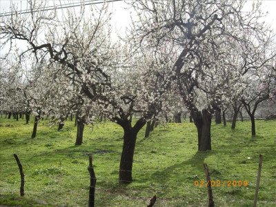 Ametllers en flor 5