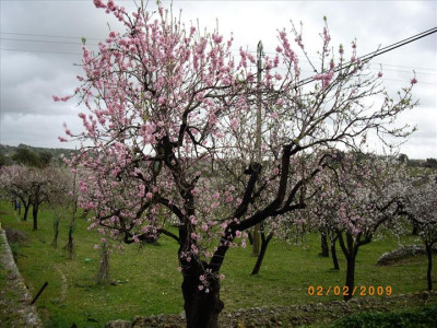 Ametllers en flor 6