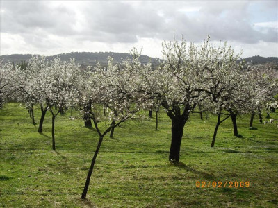 Ametllers en flor 8