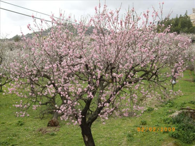 Ametllers en flor 9
