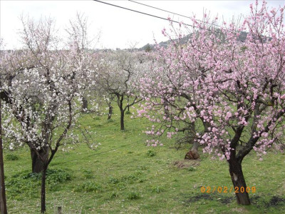 Ametllers en flor 10