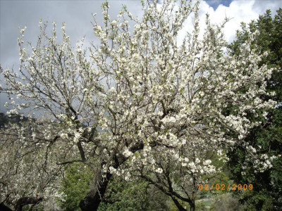 Ametllers en flor 11
