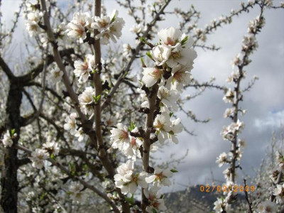 Ametllers en flor 16