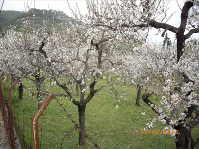 Ametllers en flor 23