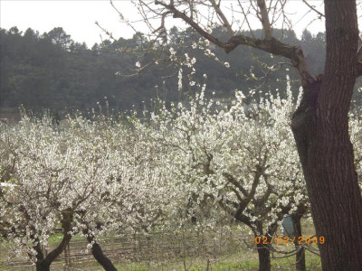 Ametllers en flor 25