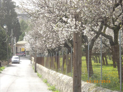 Ametllers en flor 27