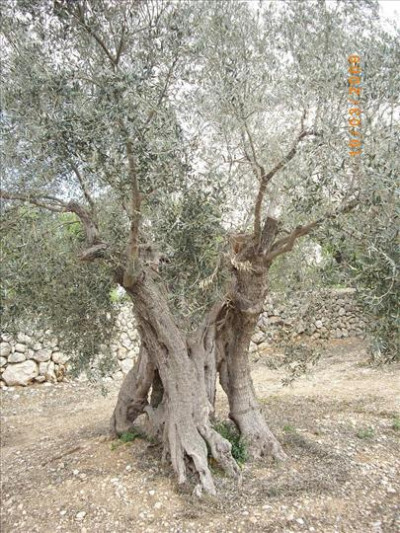 Oliveres Mil·lenàries 1