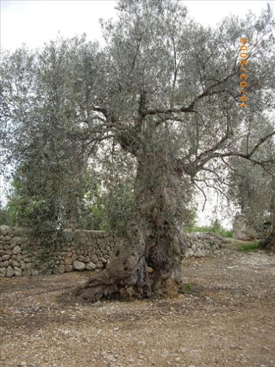 Oliveres Mil·lenàries 2