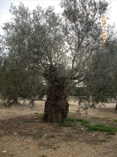 Oliveres Mil·lenàries 3