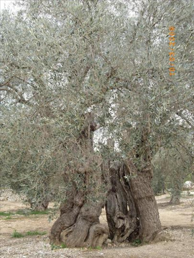 Oliveres Mil·lenàries 4