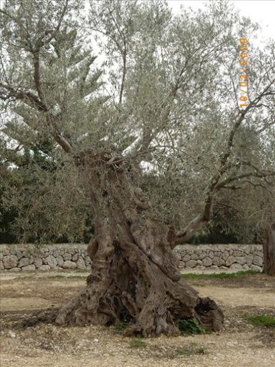 Oliveres Mil·lenàries 5