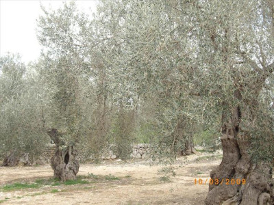 Oliveres Mil·lenàries 6