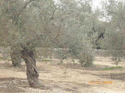 Oliveres Mil·lenàries 7