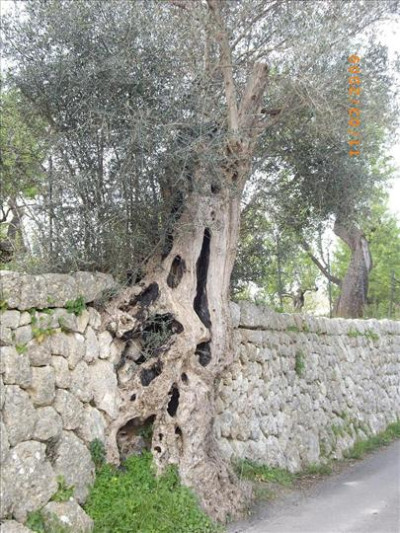 Oliveres Mil·lenàries 8