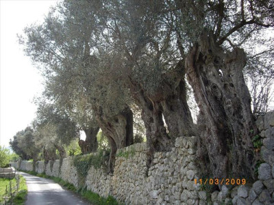 Oliveres Mil·lenàries 9
