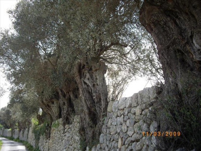 Oliveres Mil·lenàries 10