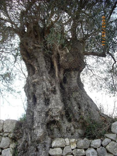 Oliveres Mil·lenàries 11