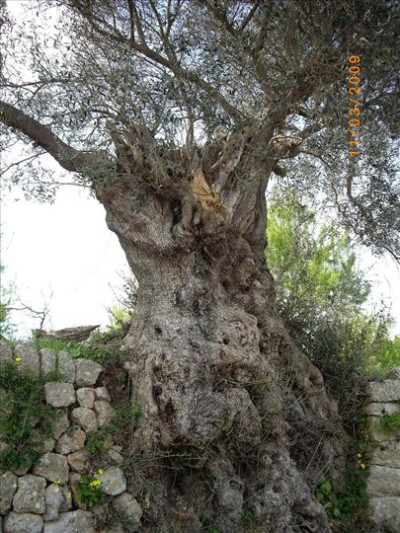 Oliveres Mil·lenàries 12