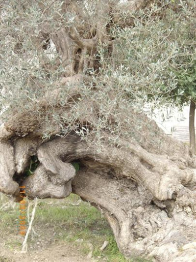 Oliveres Mil·lenàries 15