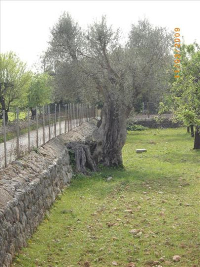 Oliveres Mil·lenàries 16