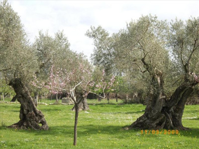 Oliveres Mil·lenàries 17