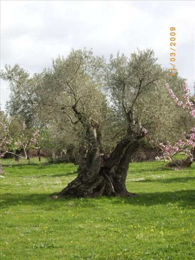 Oliveres Mil·lenàries 18