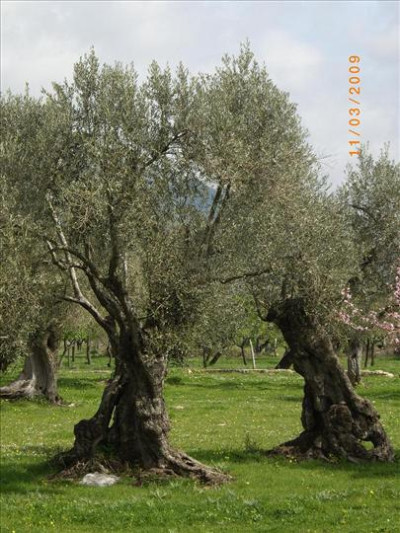 Oliveres Mil·lenàries 19