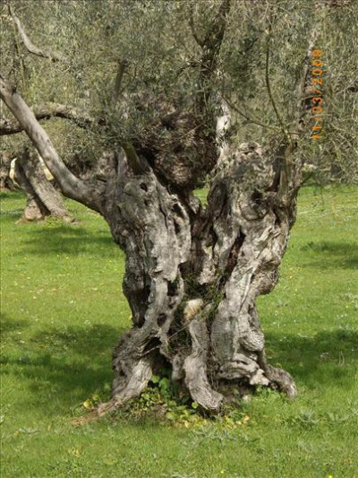 Oliveres Mil·lenàries 20
