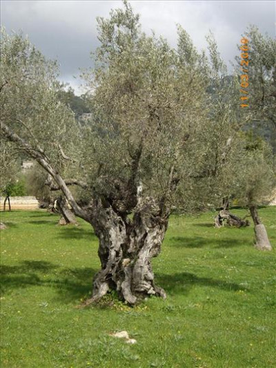Oliveres Mil·lenàries 21