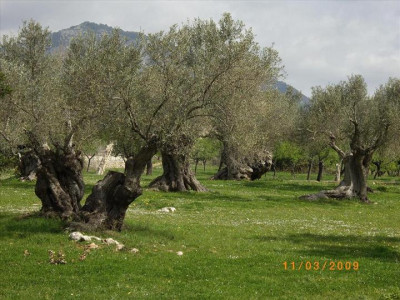 Oliveres Mil·lenàries 22