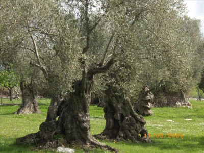 Oliveres Mil·lenàries 23