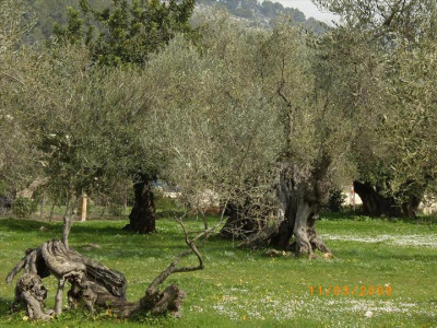 Oliveres Mil·lenàries 24