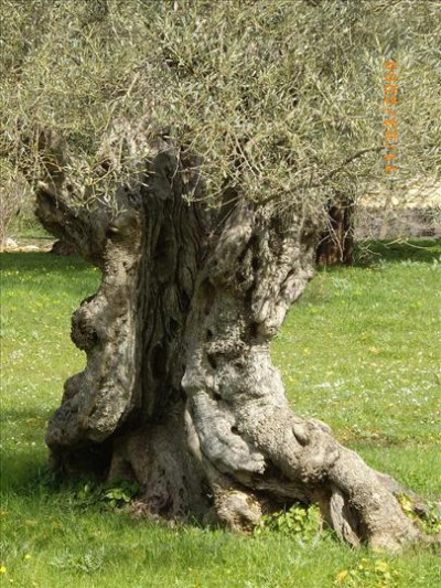 Oliveres Mil·lenàries 27