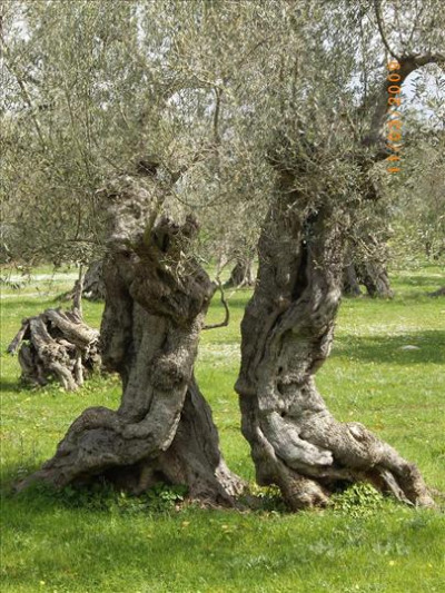 Oliveres Mil·lenàries 28