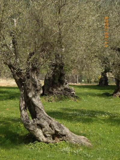 Oliveres Mil·lenàries 29