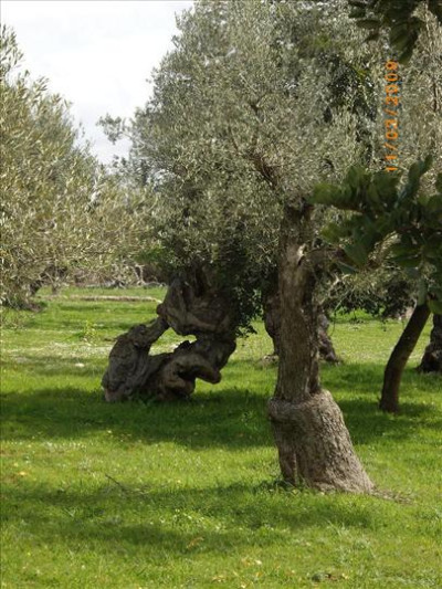 Oliveres Mil·lenàries 30