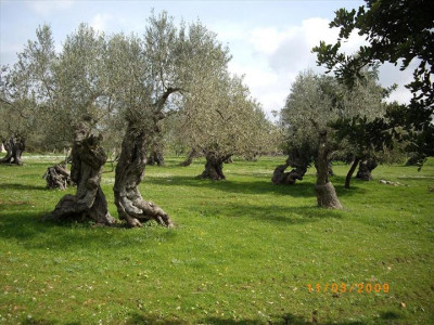 Oliveres Mil·lenàries 31