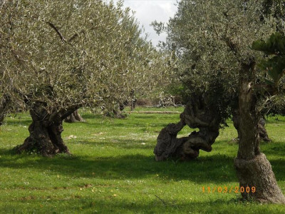 Oliveres Mil·lenàries 32