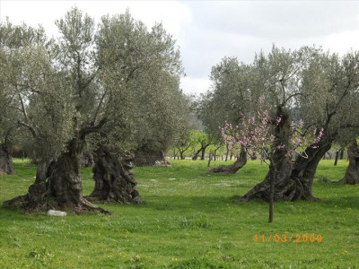 Oliveres Mil·lenàries 33