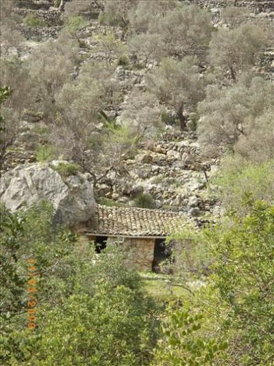 Oliveres Mil·lenàries 39