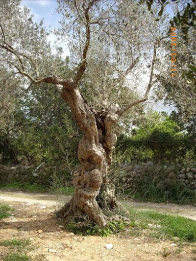 Oliveres Mil·lenàries 40
