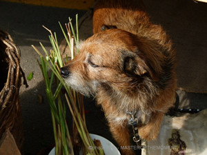 Fira de Ses Herbes 49