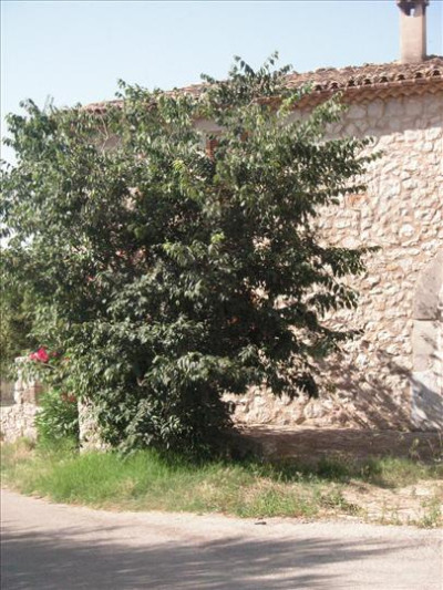 Binibona 6
