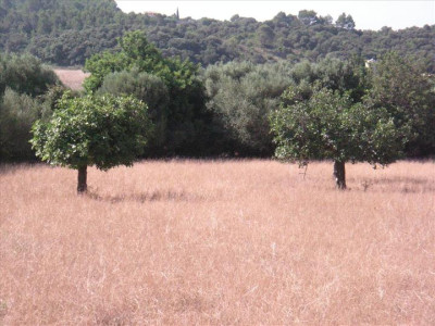 Binibona 8