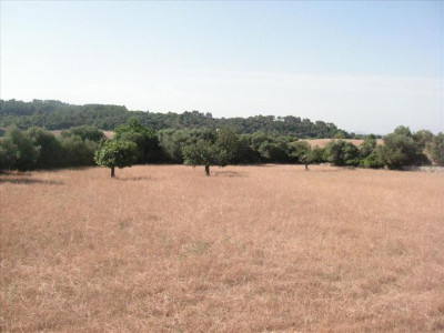Binibona 9